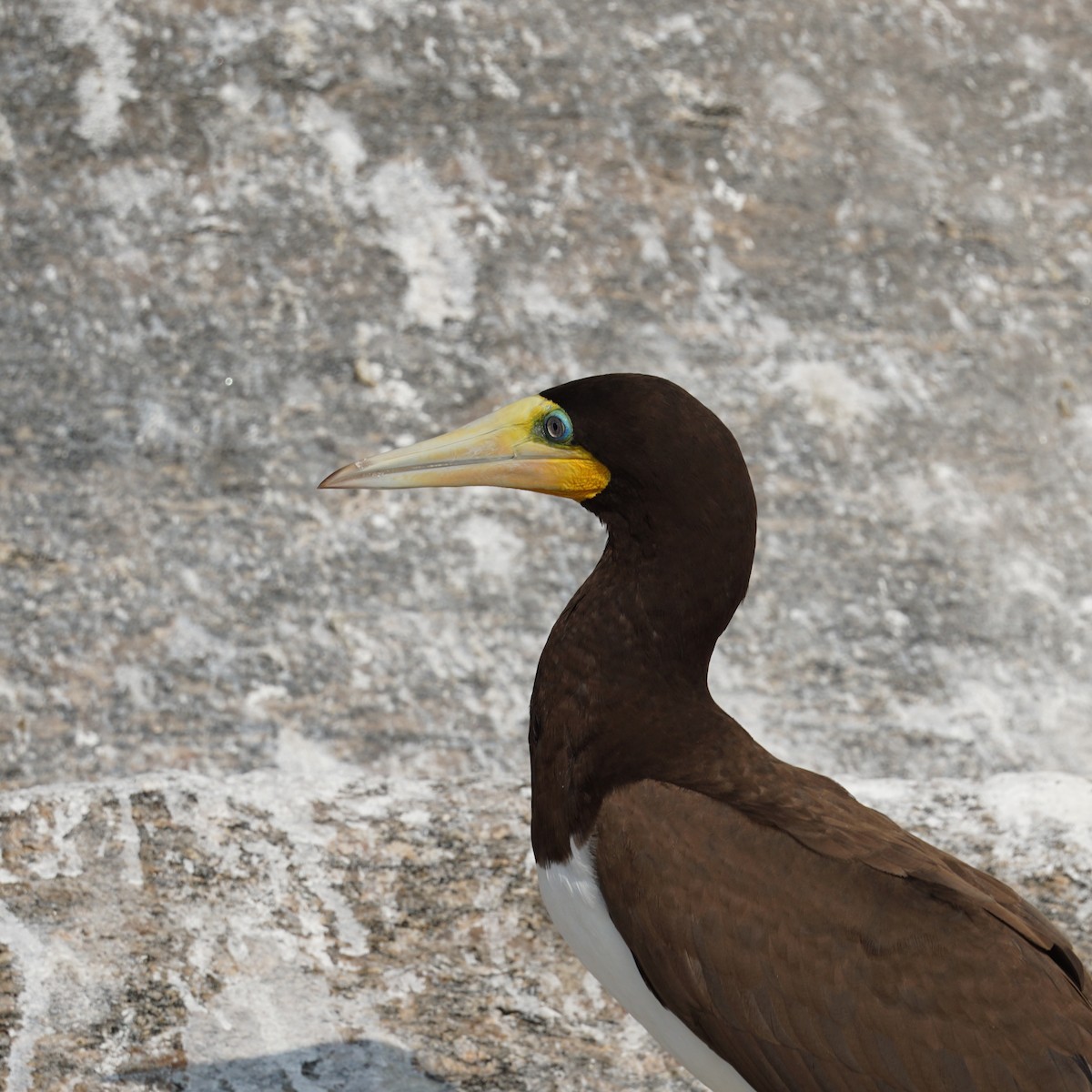 Brown Booby - ML620186652