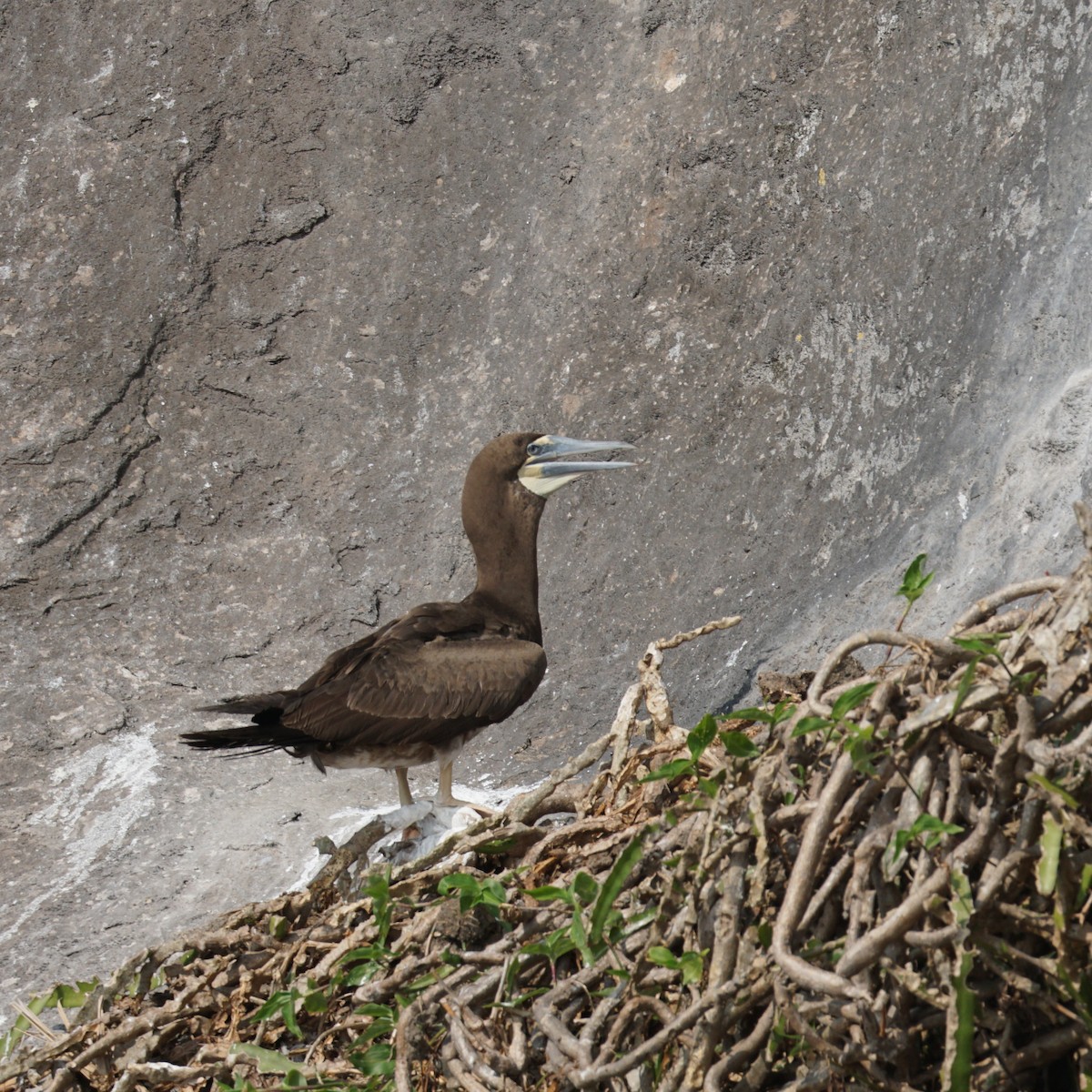 Brown Booby - ML620186653