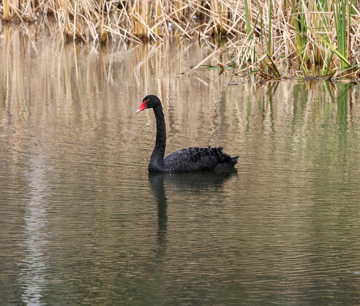 Black Swan - ML620186663
