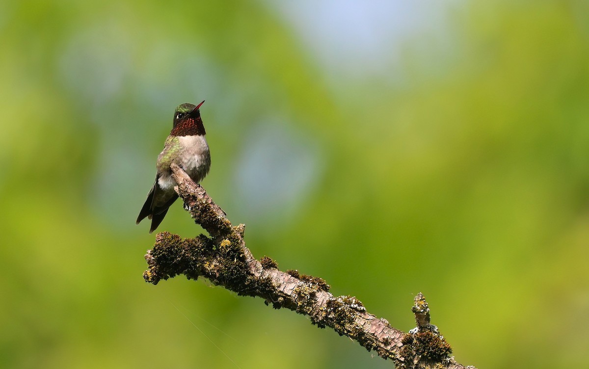 Ruby-throated Hummingbird - ML620186665