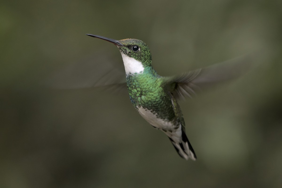 kolibřík límcový - ML620186667