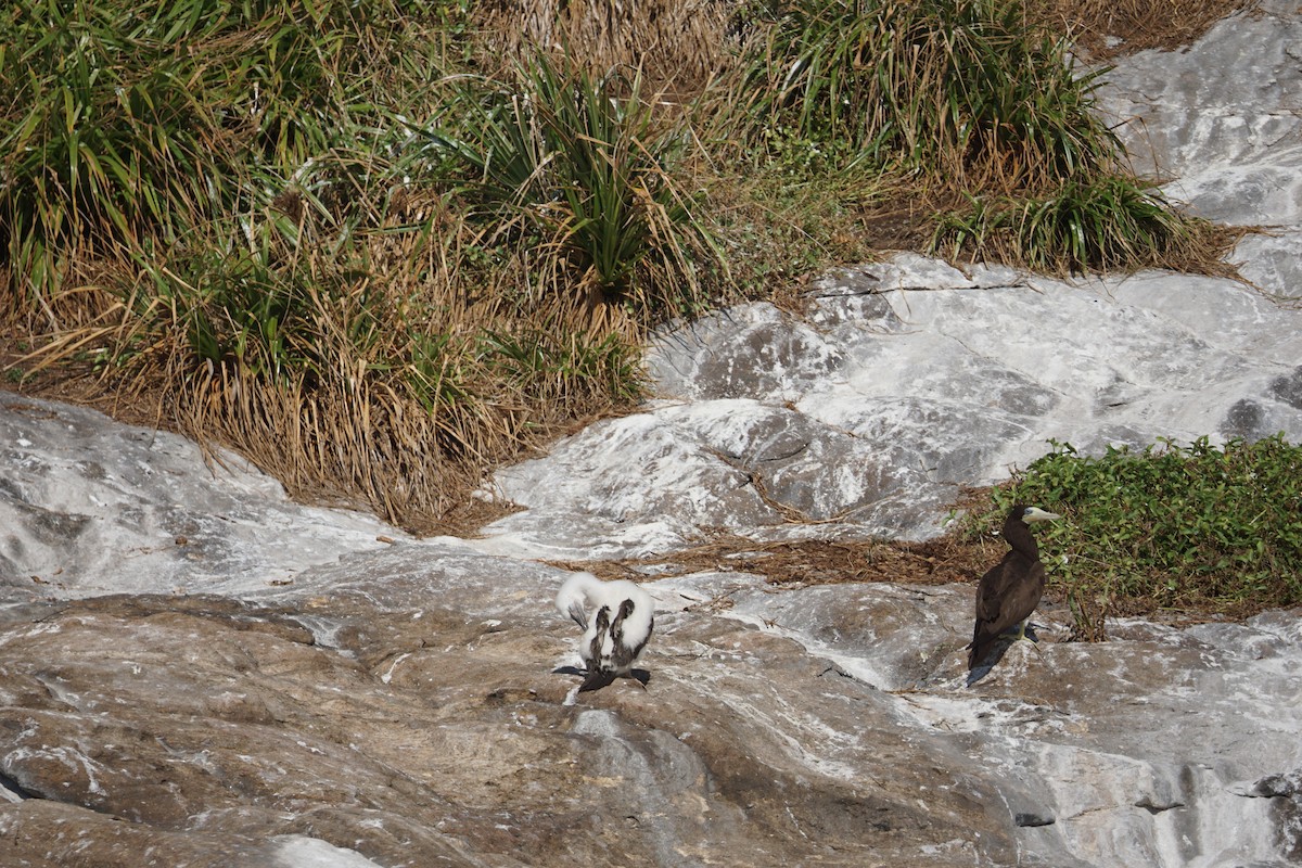 Brown Booby - ML620186674