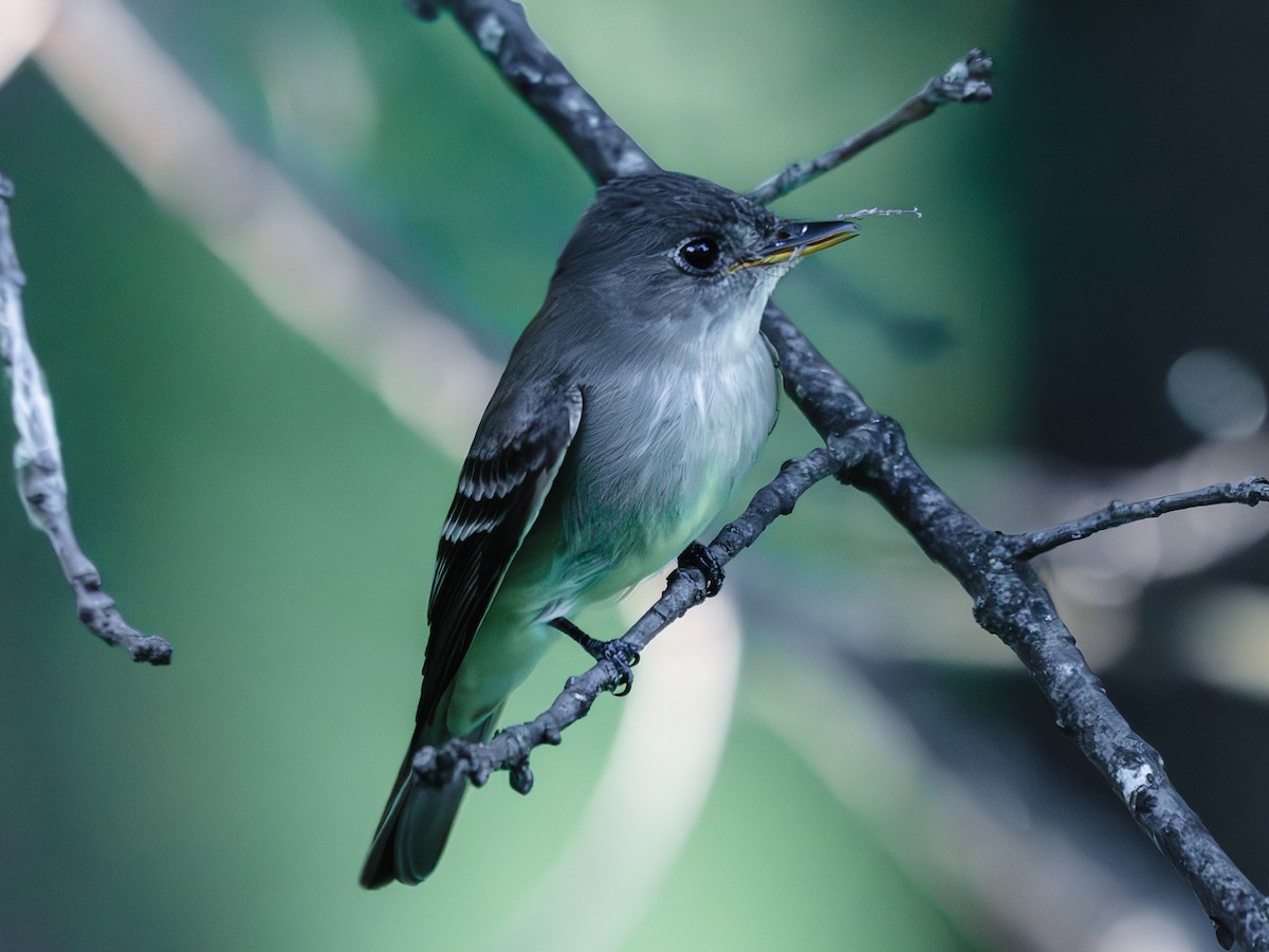 Eastern Wood-Pewee - ML620186679