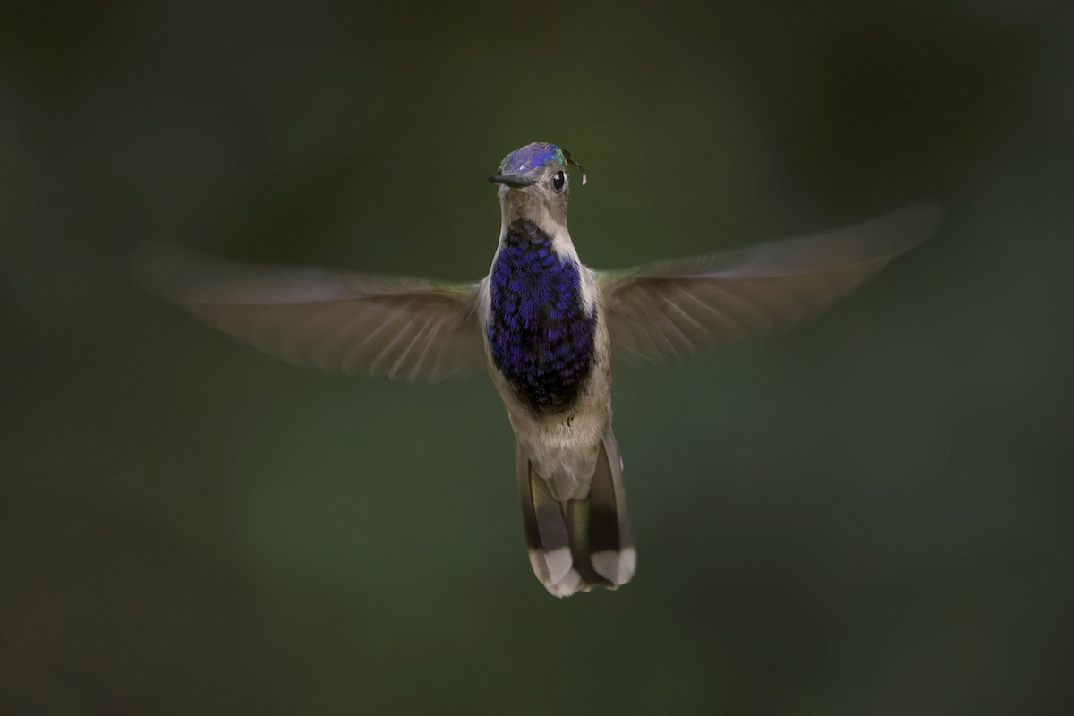 kolibřík paraguayský - ML620186682
