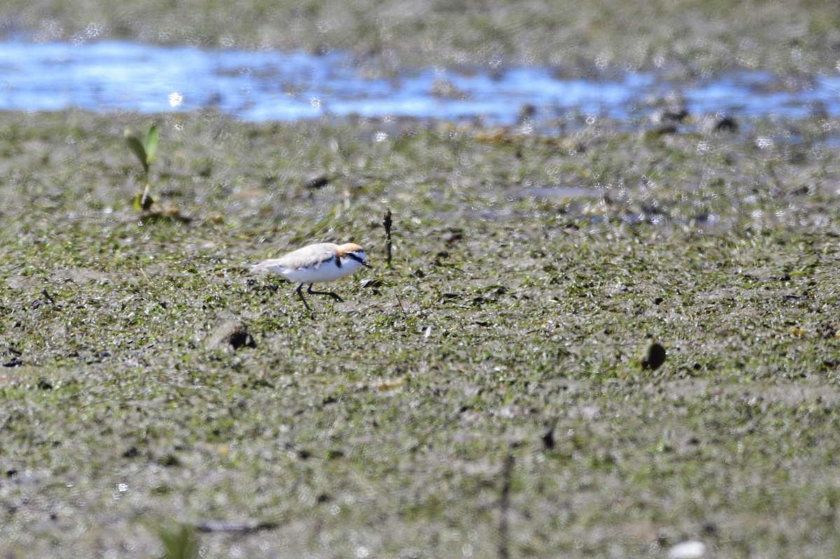 Red-capped Plover - ML620186684