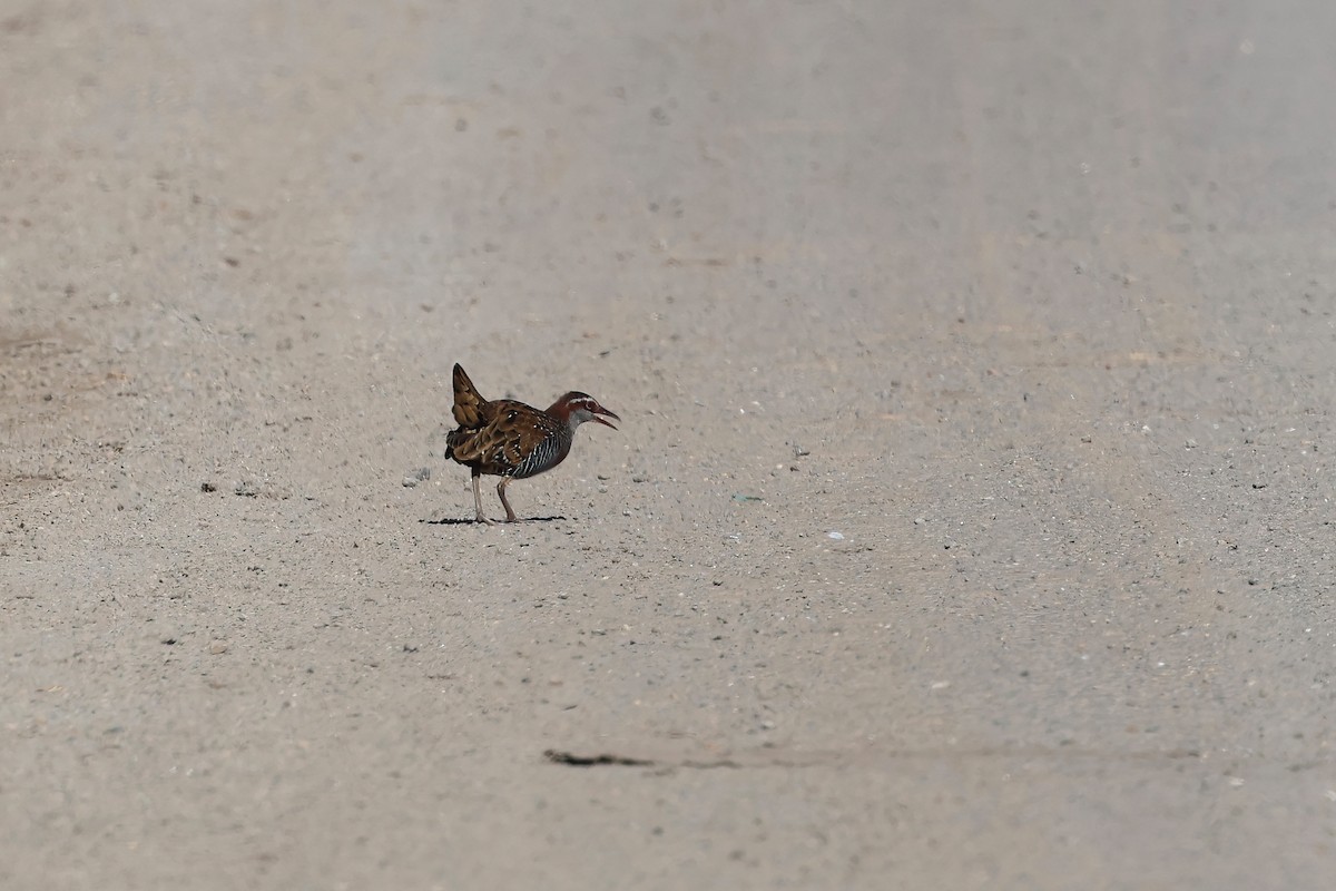 Buff-banded Rail - ML620186694