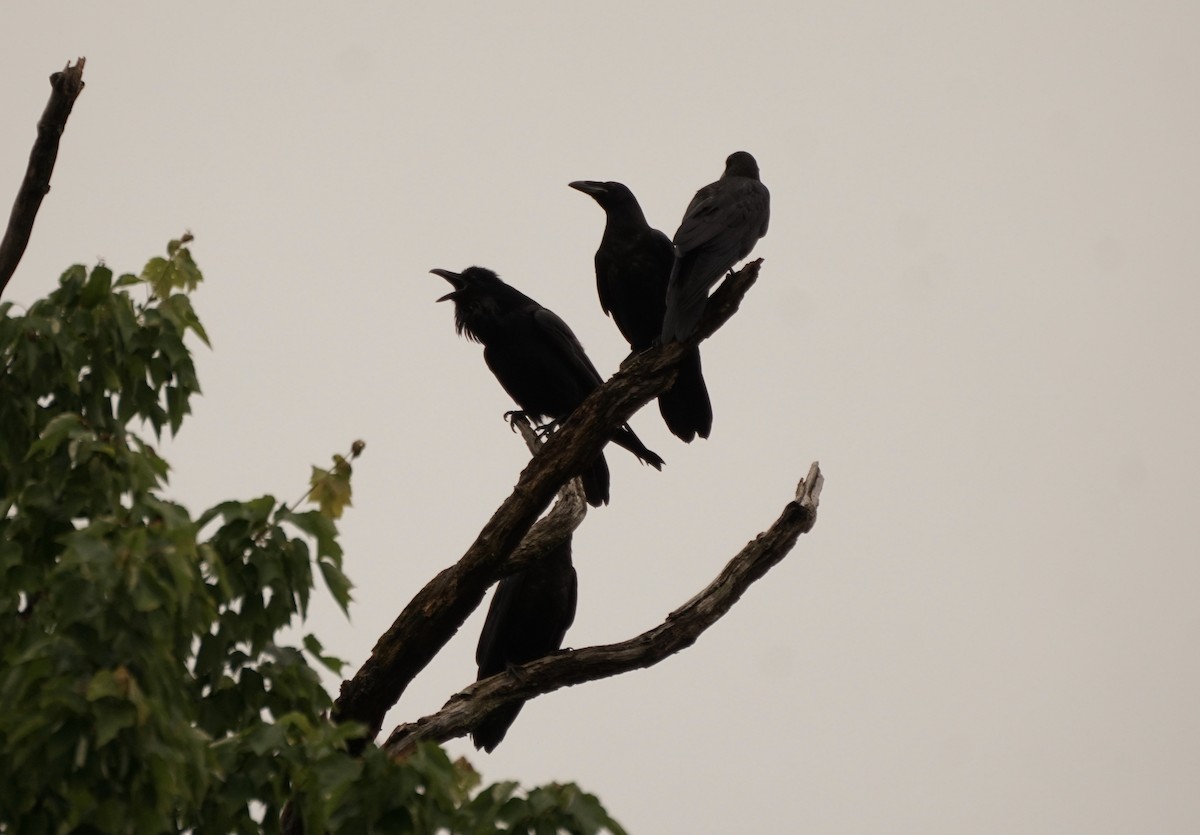 Common Raven - Rook Schucker Mallo