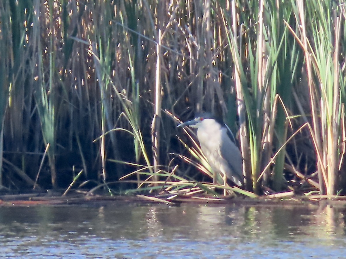 Black-crowned Night Heron - ML620186703