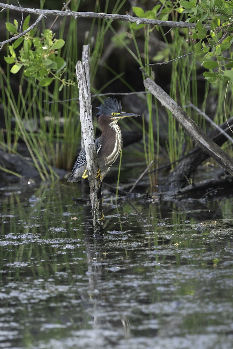 Green Heron - Luis Guillermo