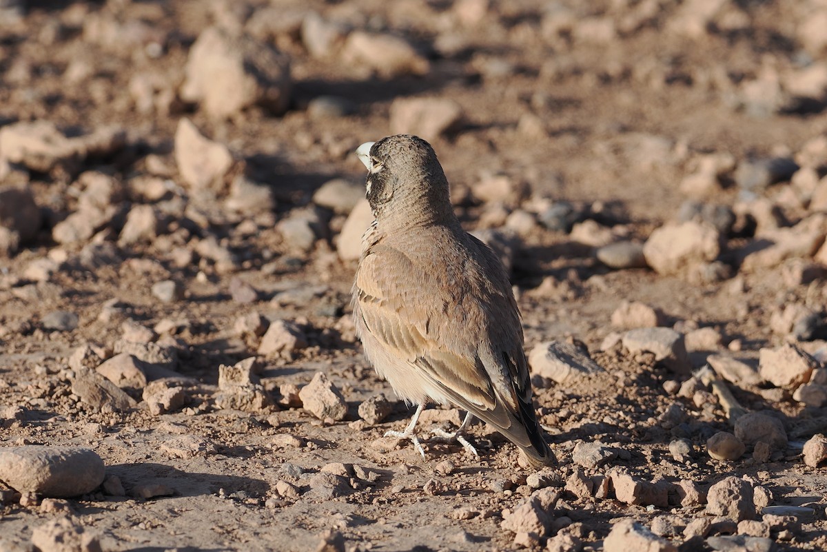 Thick-billed Lark - ML620186713