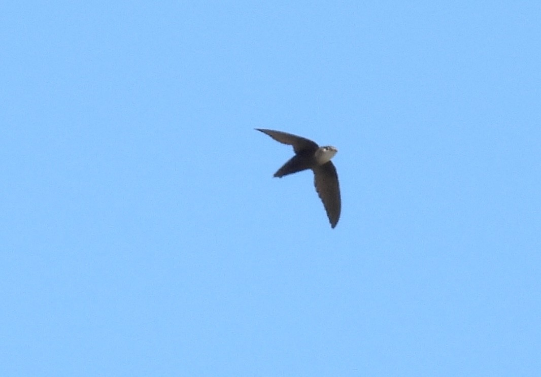 Chimney Swift - ML620186715