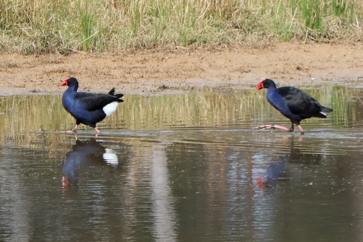 Australasian Swamphen - ML620186722