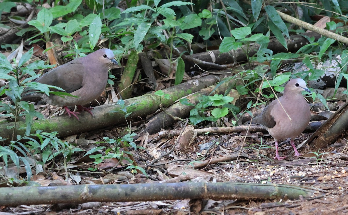 Gray-fronted Dove - ML620186726