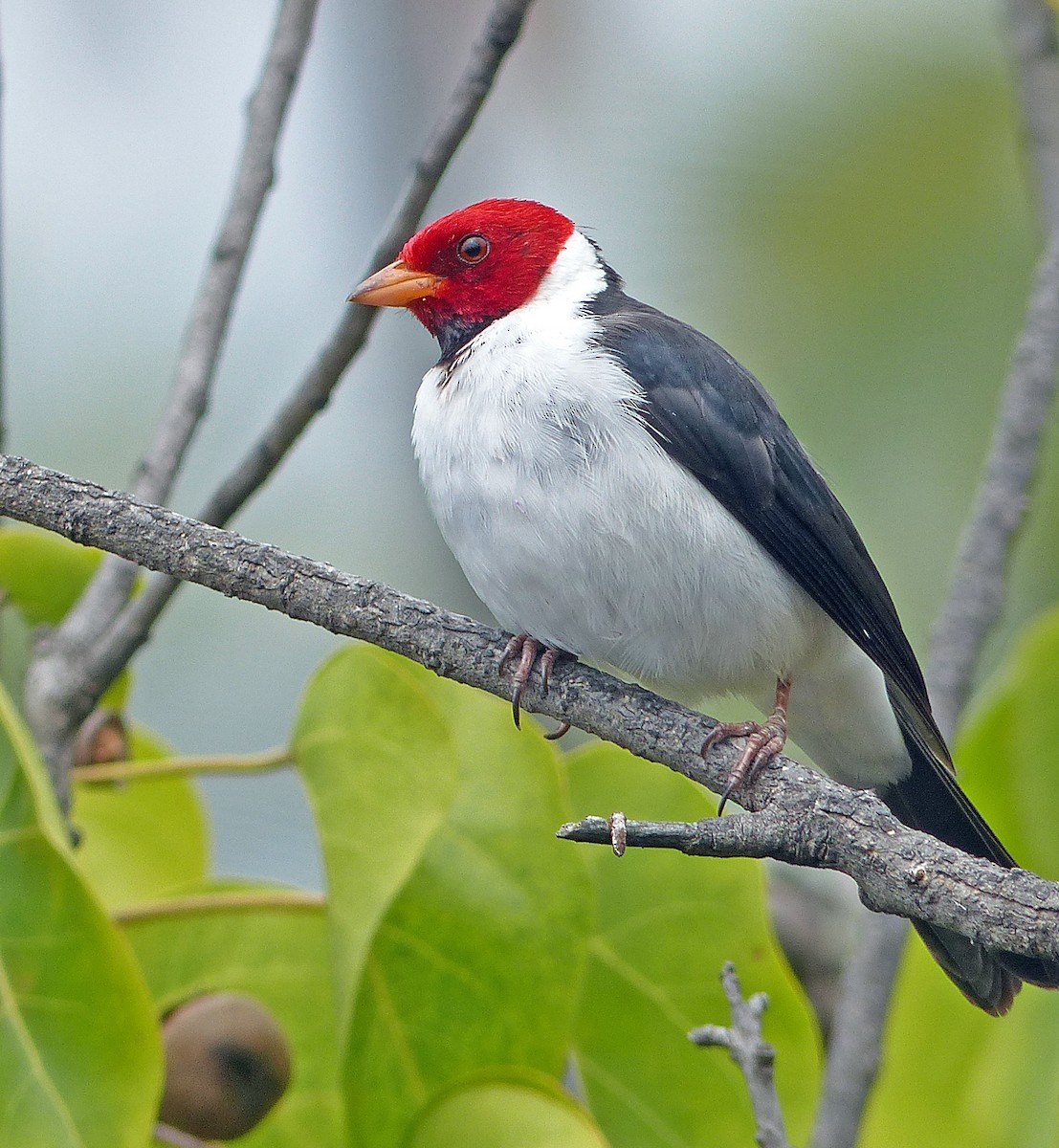 Yellow-billed Cardinal - ML620186727