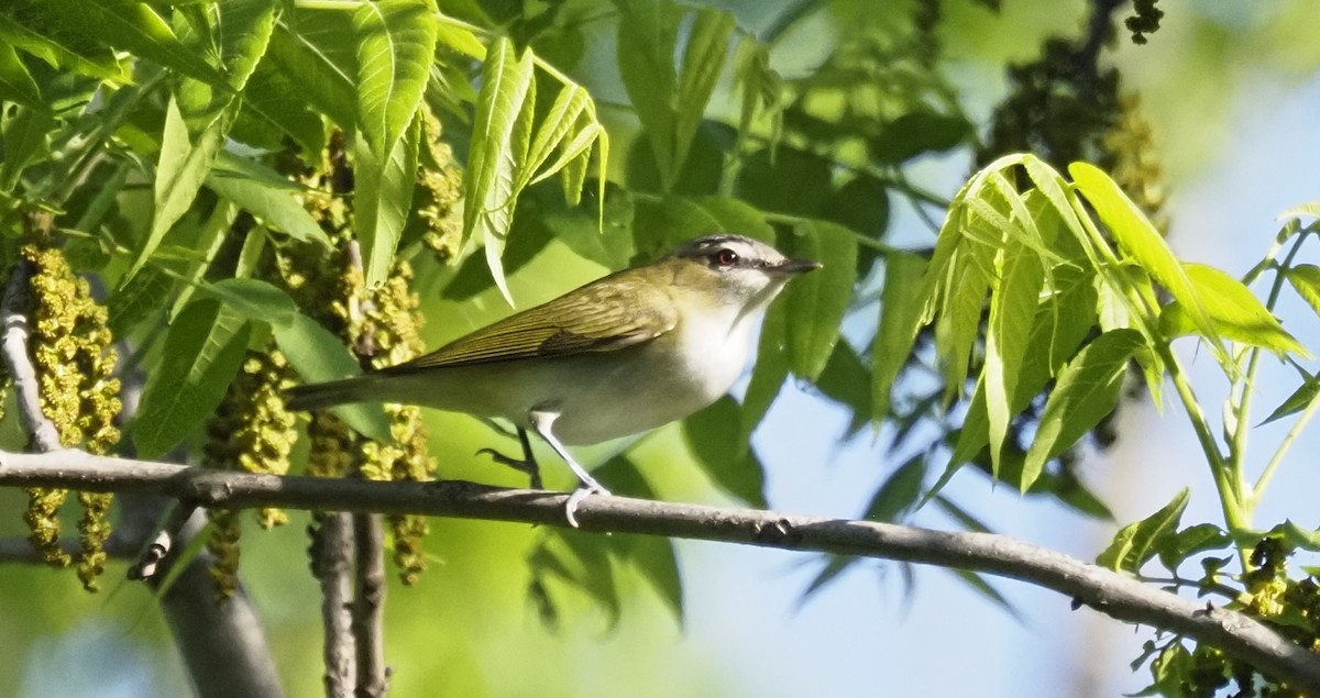 Kızıl Gözlü Vireo - ML620186729