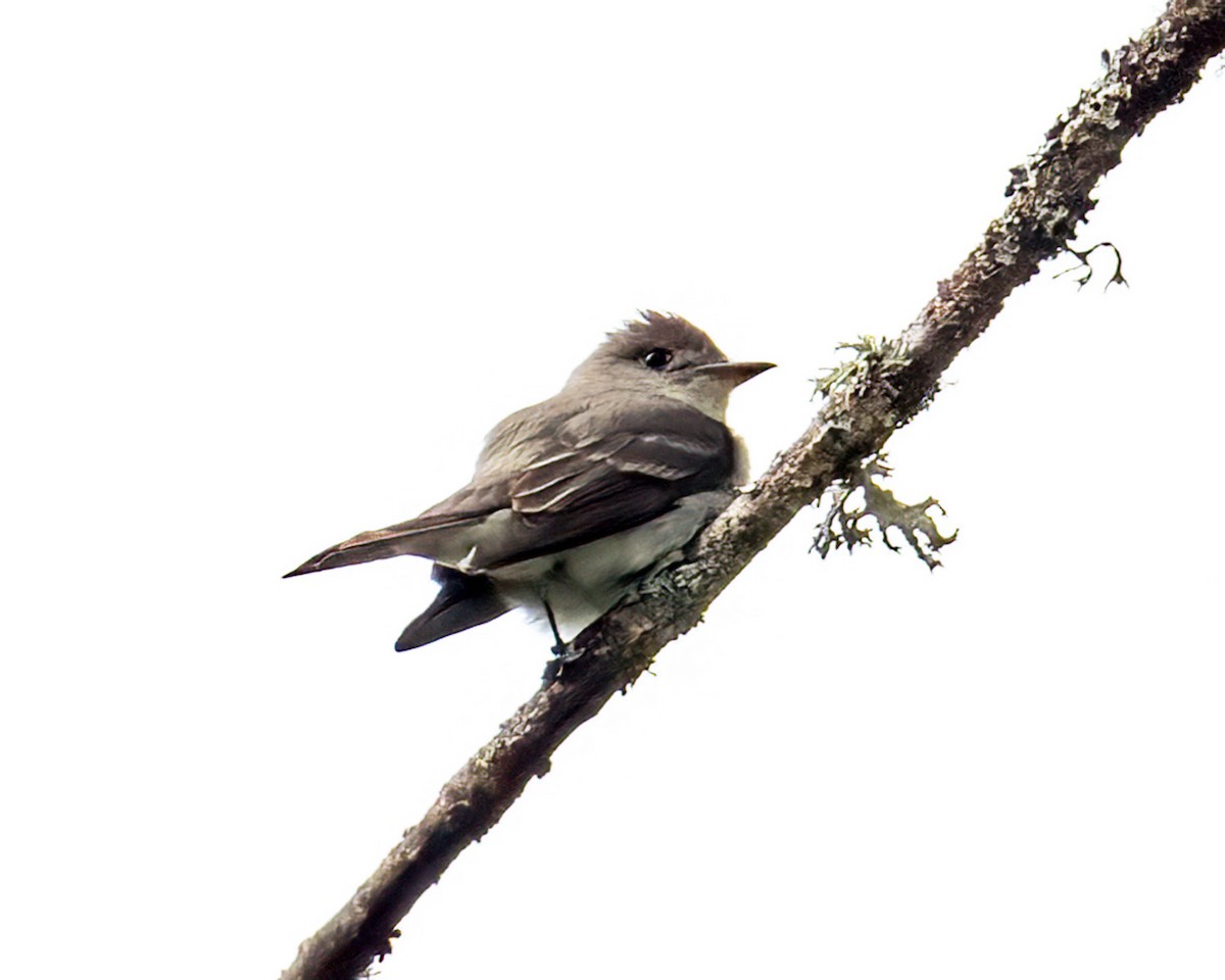 Western Wood-Pewee - ML620186732