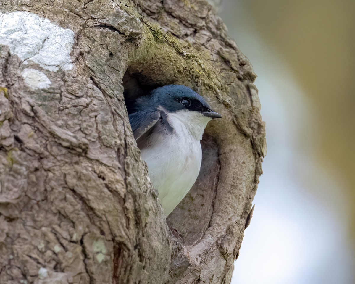 Tree Swallow - ML620186736