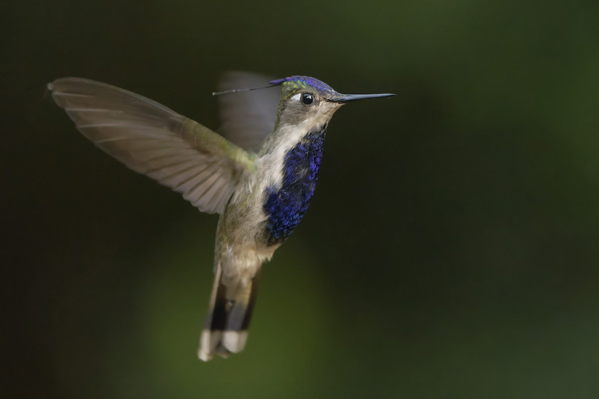 Colibri à huppe bleue - ML620186739