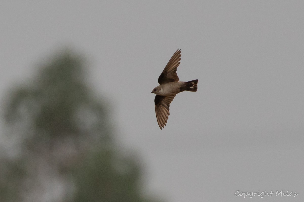 Eurasian Crag-Martin - ML620186743