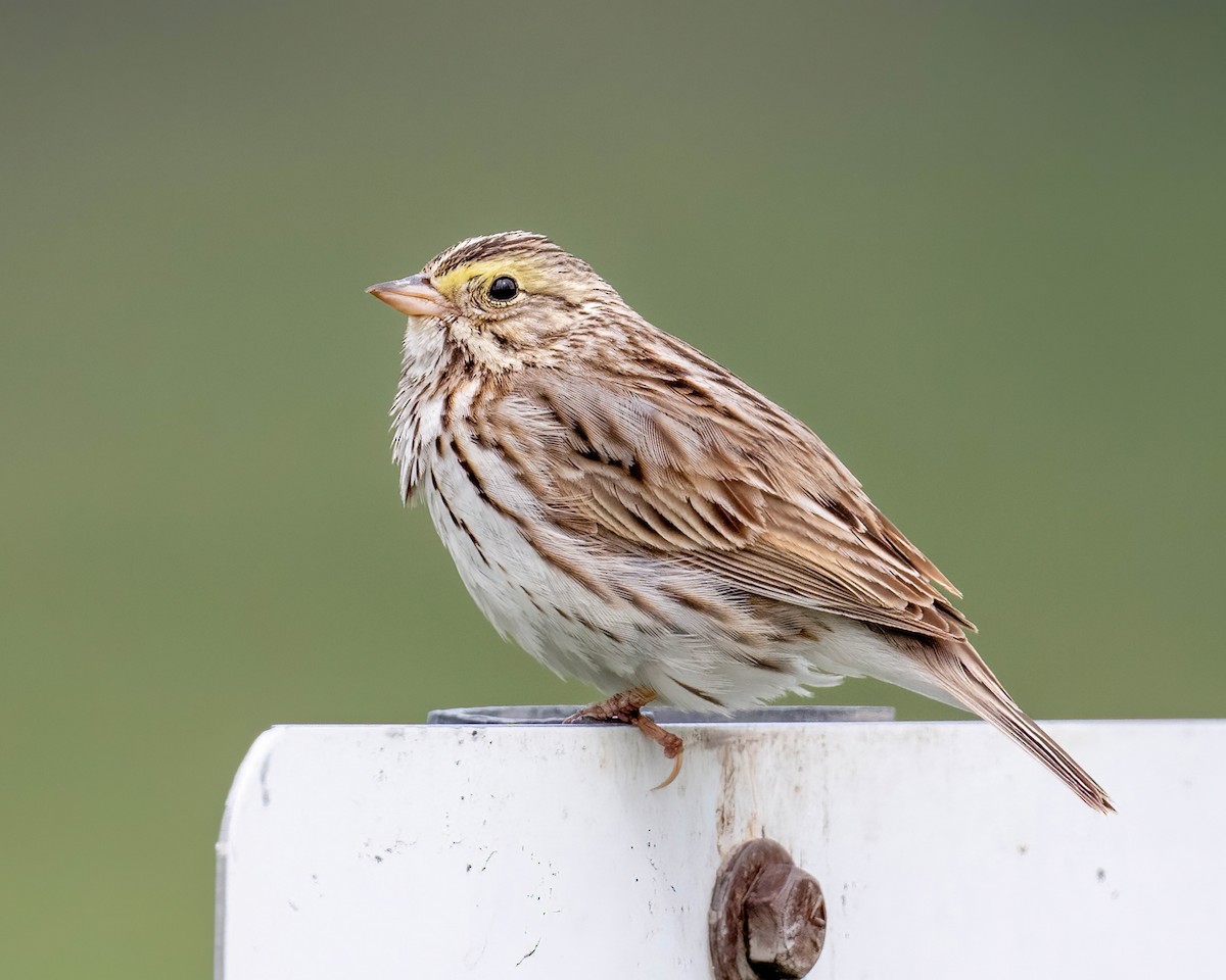 Savannah Sparrow - ML620186752