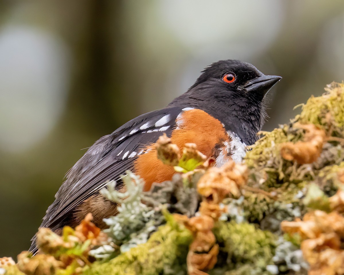 Spotted Towhee - ML620186756
