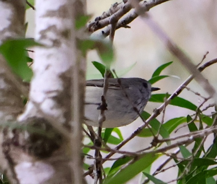 Brown Thornbill - ML620186762