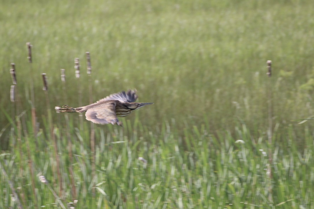 American Bittern - ML620186767