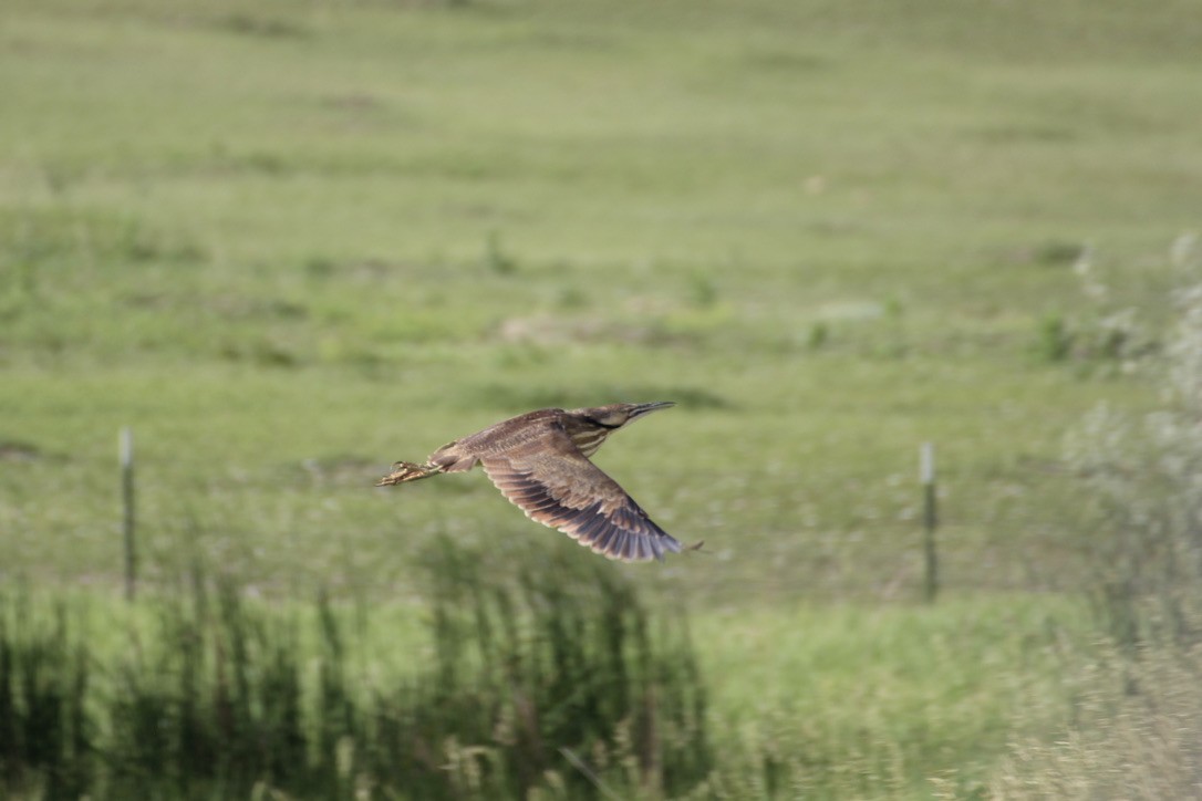 American Bittern - ML620186768