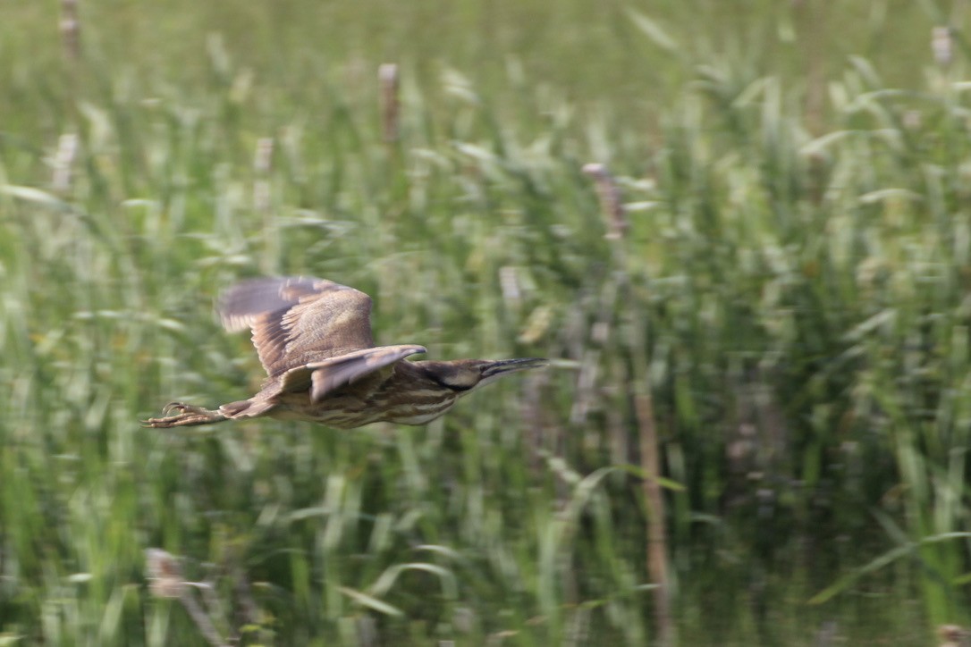 American Bittern - ML620186769