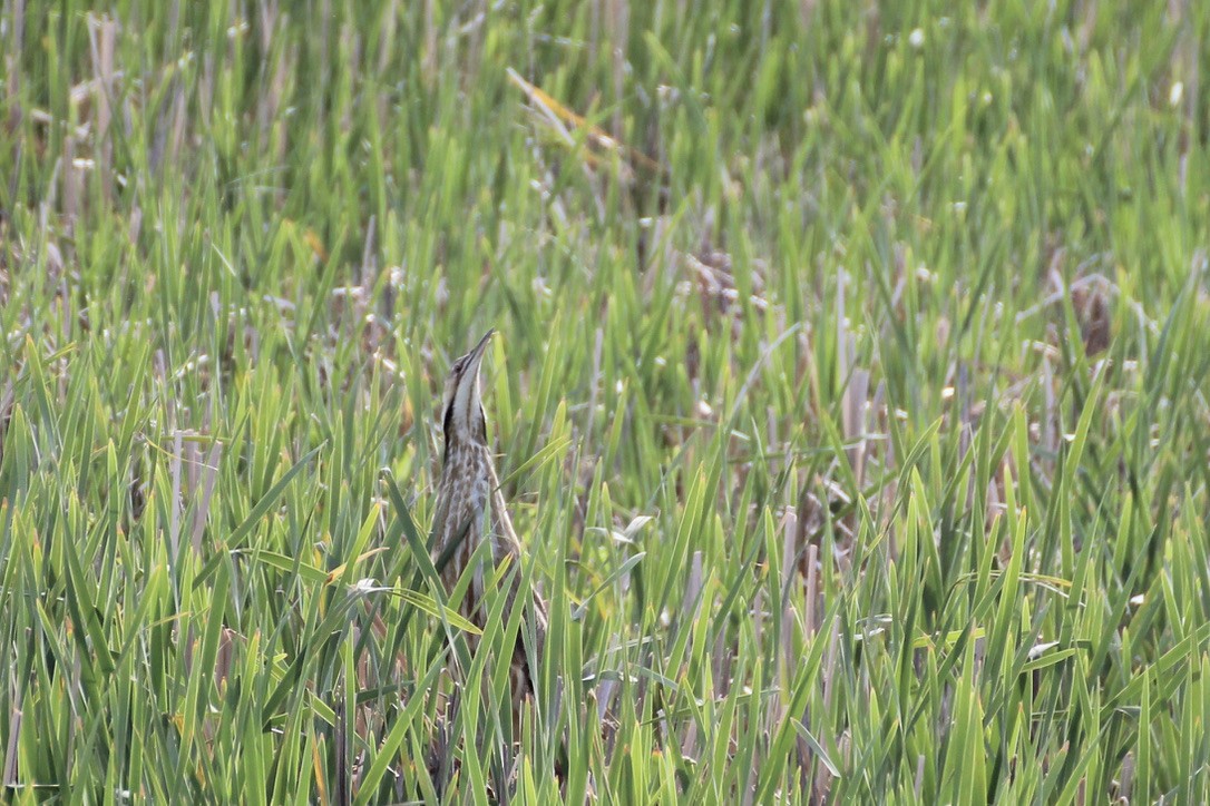 American Bittern - ML620186770