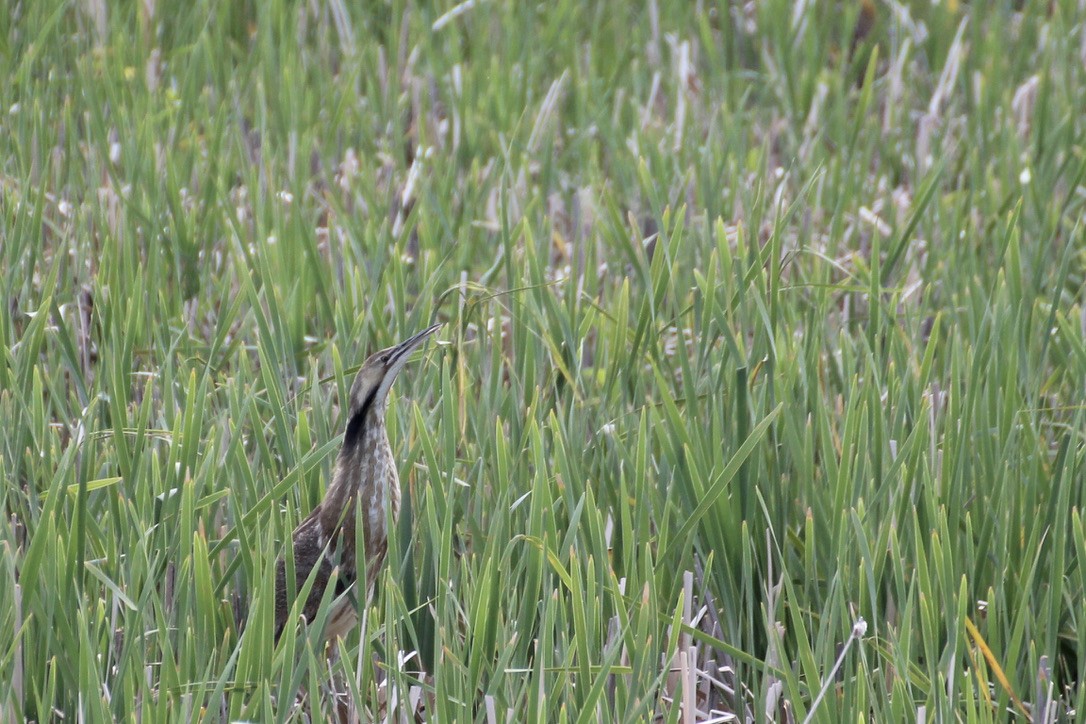 American Bittern - ML620186771