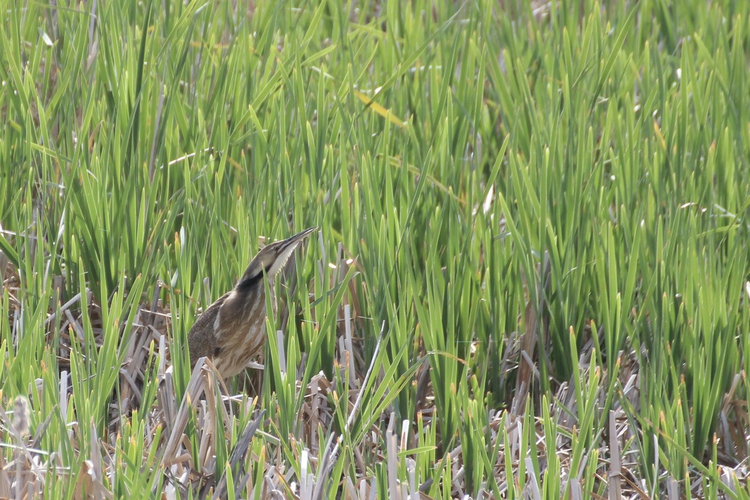 American Bittern - ML620186772