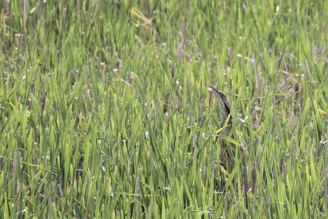 American Bittern - ML620186773