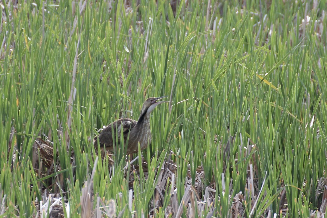 American Bittern - ML620186774
