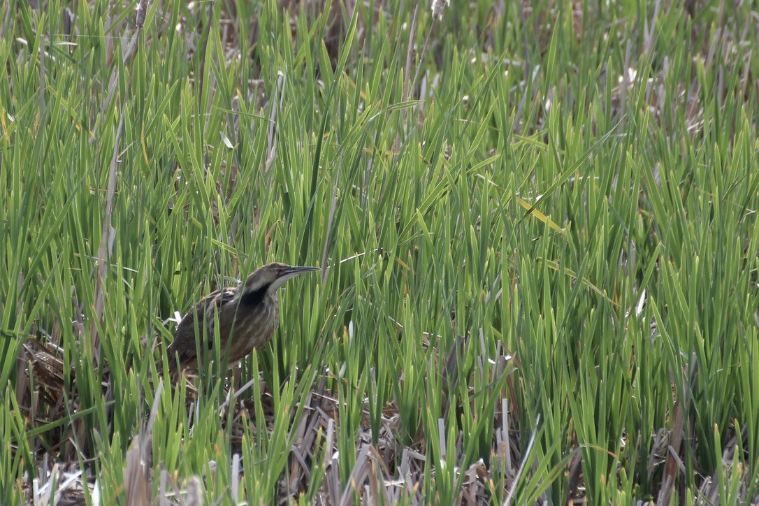 American Bittern - ML620186775