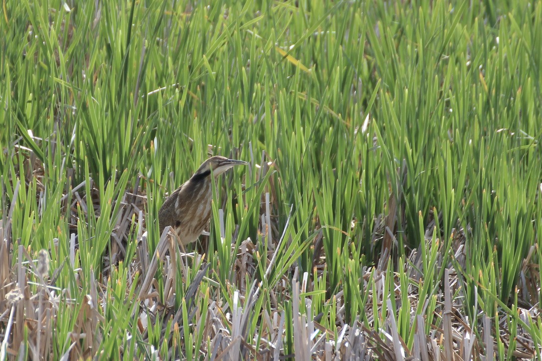 American Bittern - ML620186776