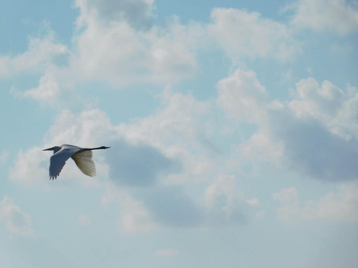Great Blue Heron (Great White) - ML620186782