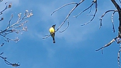 Ash-throated Flycatcher - ML620186785