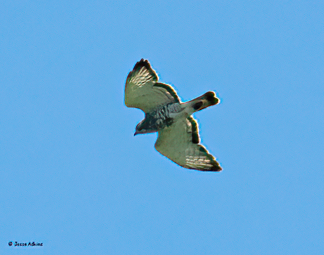 Broad-winged Hawk (Northern) - ML620186787
