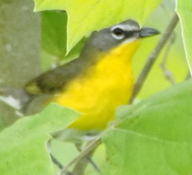 Yellow-breasted Chat - ML620186790
