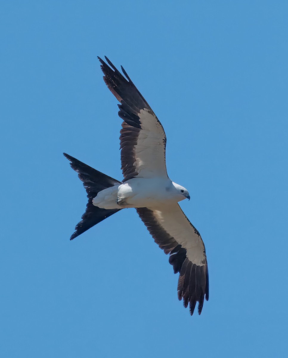 Swallow-tailed Kite - ML620186797