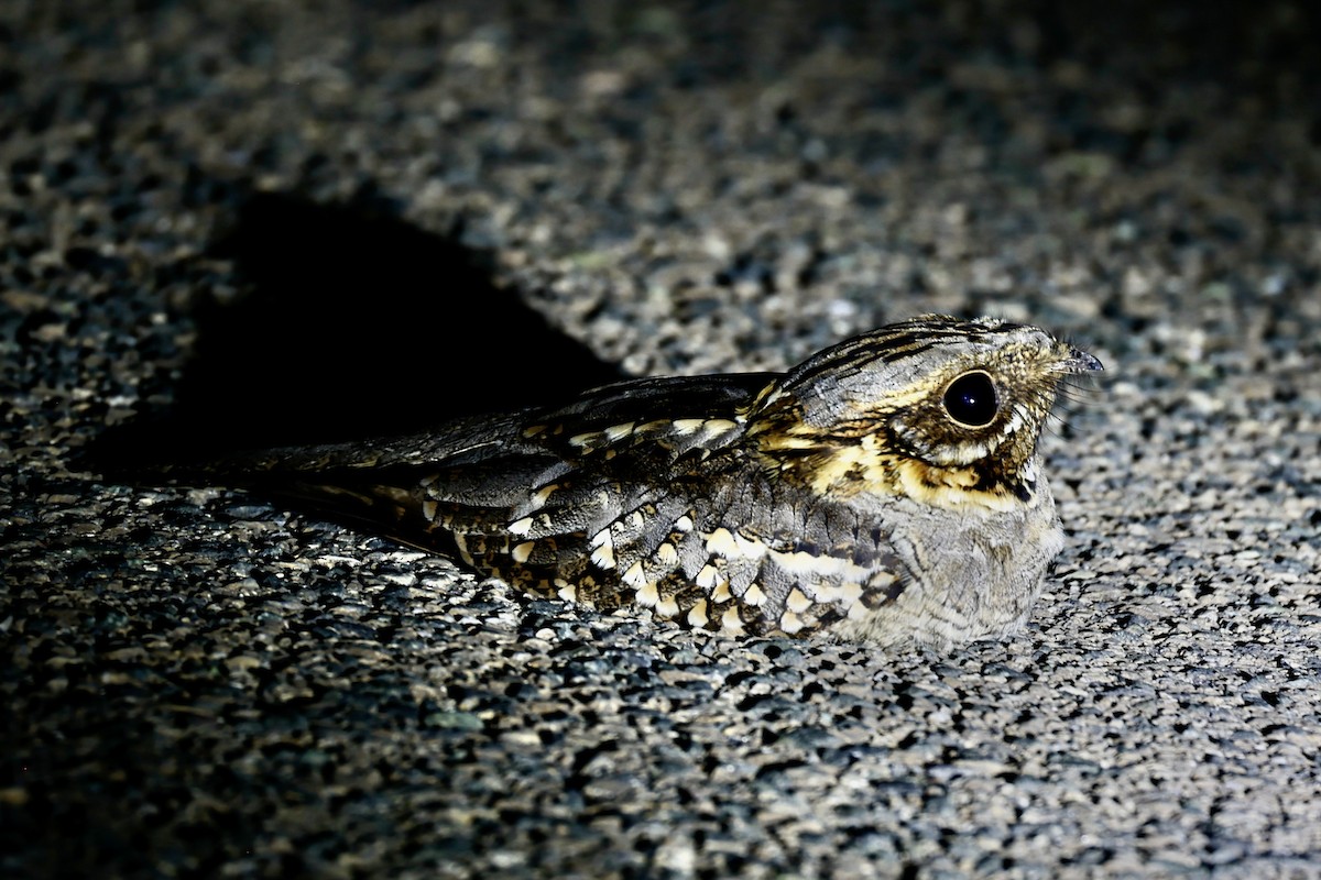 Red-necked Nightjar - ML620186799