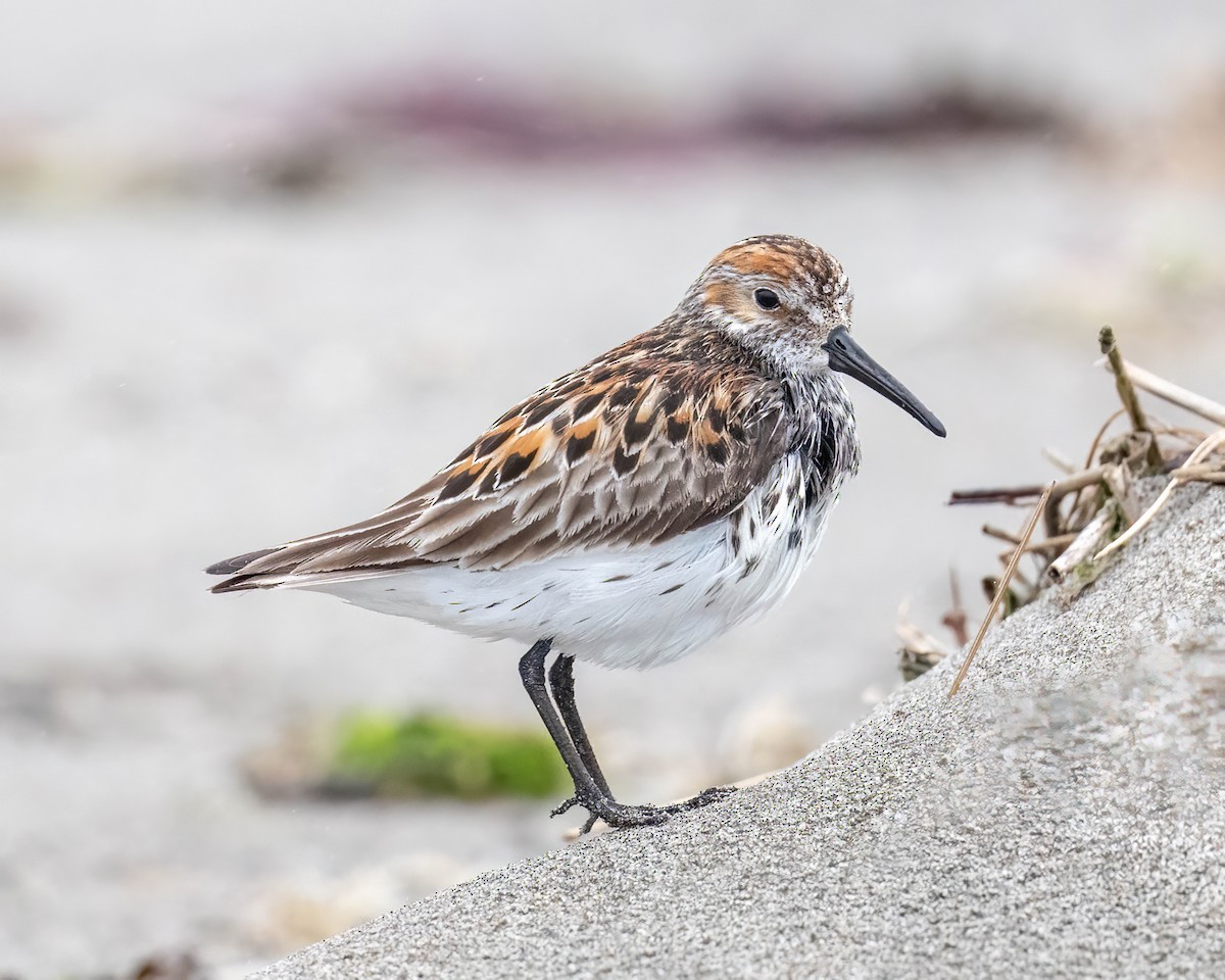 Bergstrandläufer - ML620186806