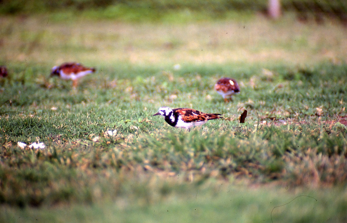 Ruddy Turnstone - ML620186808