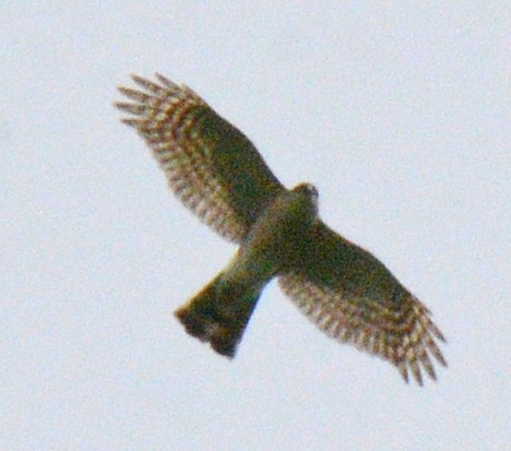 Sharp-shinned Hawk (Northern) - ML620186820