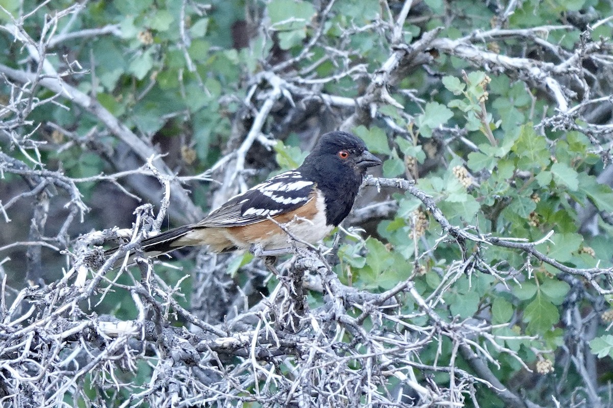 Spotted Towhee - ML620186844