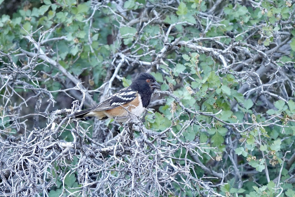 Spotted Towhee - ML620186845