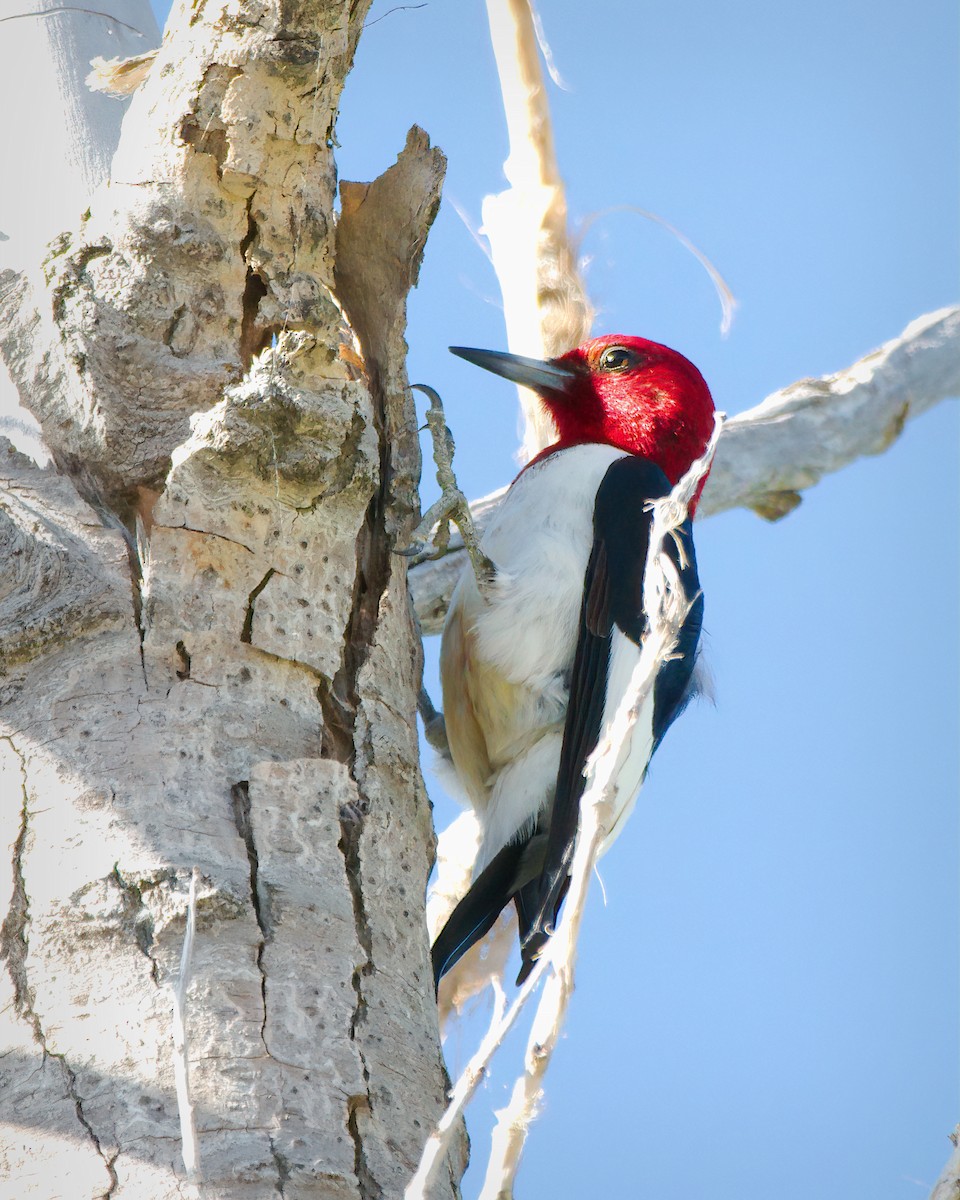 Red-headed Woodpecker - ML620186848