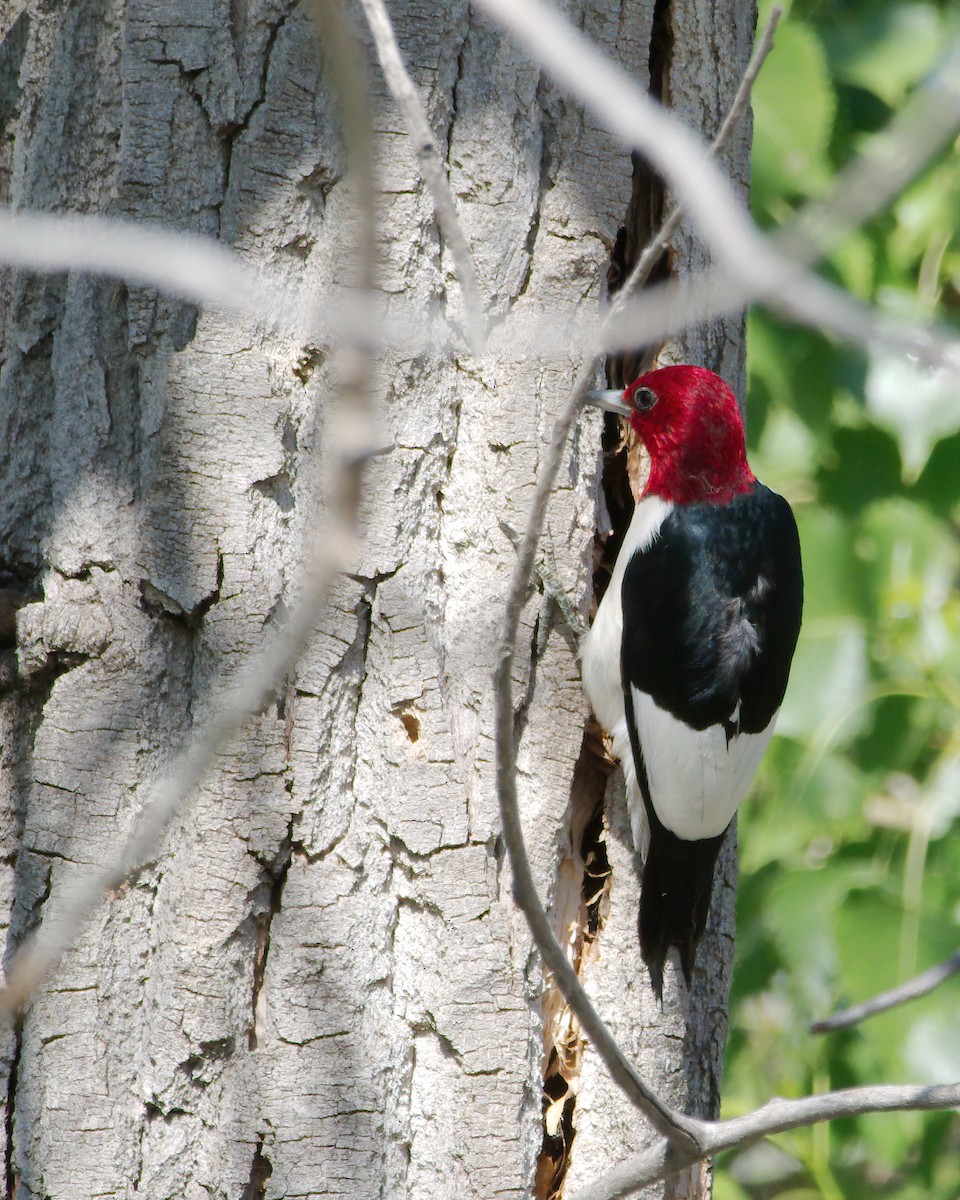 Red-headed Woodpecker - ML620186854