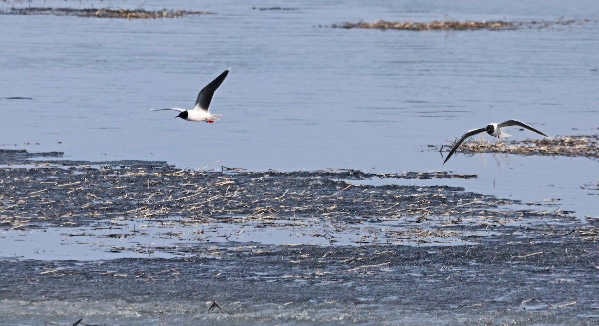 Little Gull - ML620186860